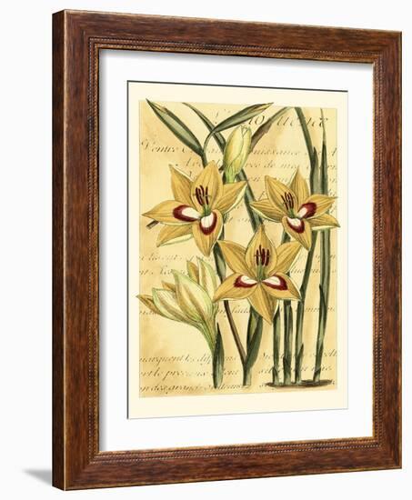 French Gladiola-Samuel Curtis-Framed Art Print