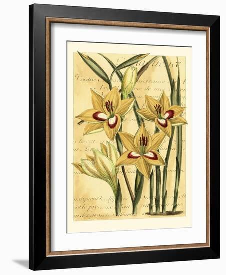 French Gladiola-Samuel Curtis-Framed Art Print