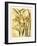 French Gladiola-Samuel Curtis-Framed Art Print