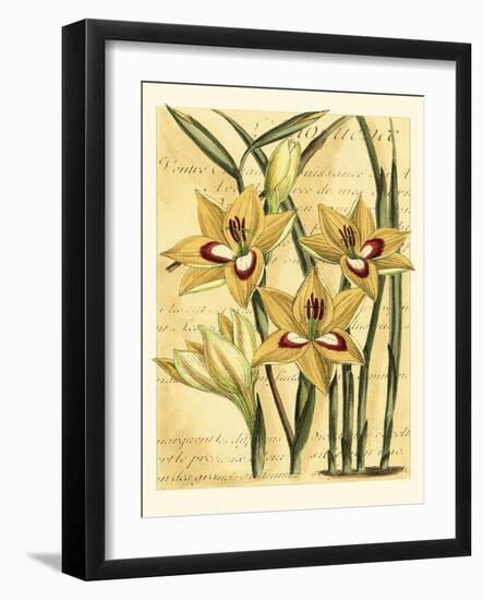 French Gladiola-Samuel Curtis-Framed Art Print