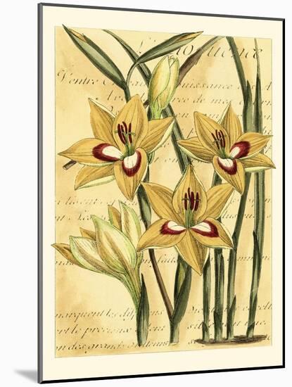 French Gladiola-Samuel Curtis-Mounted Art Print