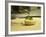 French Goat Cheese in Pastry, Clos Des Iles, Le Brusc, Cote d'Azur, Var, France-Per Karlsson-Framed Photographic Print