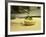 French Goat Cheese in Pastry, Clos Des Iles, Le Brusc, Cote d'Azur, Var, France-Per Karlsson-Framed Photographic Print