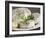 French Goat Cheese on Wooden Table, Clos Des Iles, Le Brusc, Cote d'Azur, Var, France-Per Karlsson-Framed Photographic Print