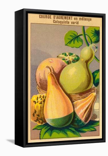 French Gourd Selection Seed Packet-null-Framed Stretched Canvas