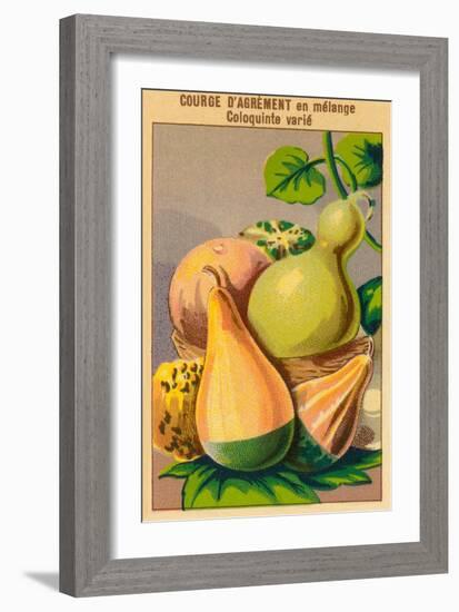 French Gourd Selection Seed Packet-null-Framed Art Print