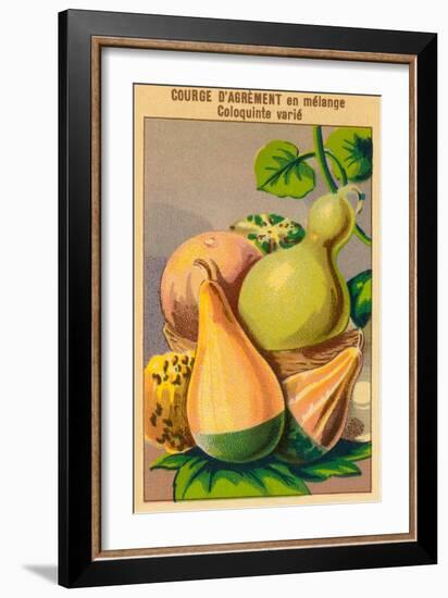 French Gourd Selection Seed Packet-null-Framed Art Print