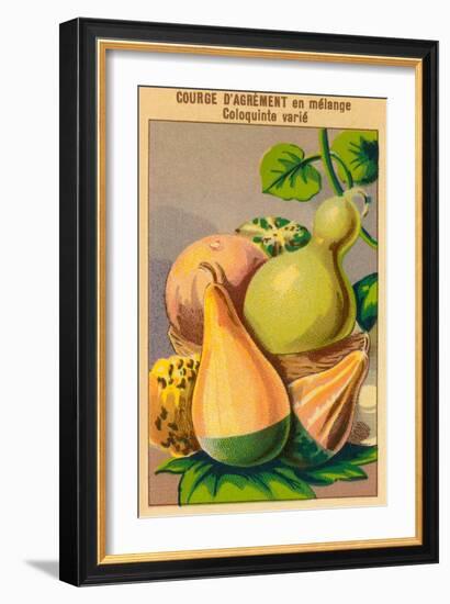 French Gourd Selection Seed Packet-null-Framed Art Print