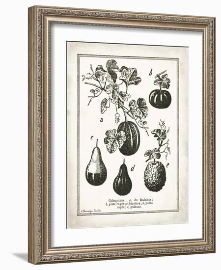 French Gourds-Gwendolyn Babbitt-Framed Art Print