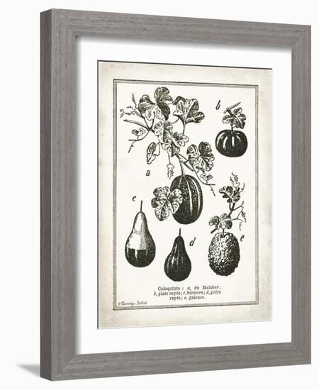 French Gourds-Gwendolyn Babbitt-Framed Art Print