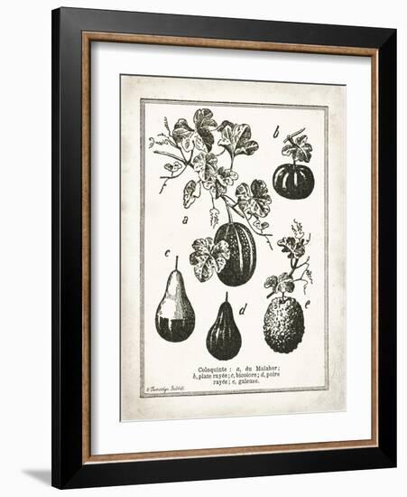 French Gourds-Gwendolyn Babbitt-Framed Art Print