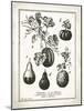 French Gourds-Gwendolyn Babbitt-Mounted Art Print