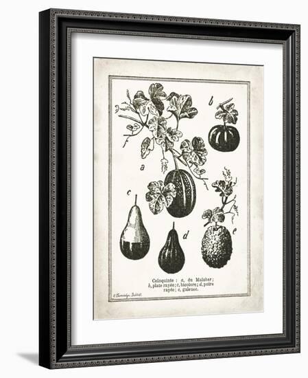 French Gourds-Gwendolyn Babbitt-Framed Art Print