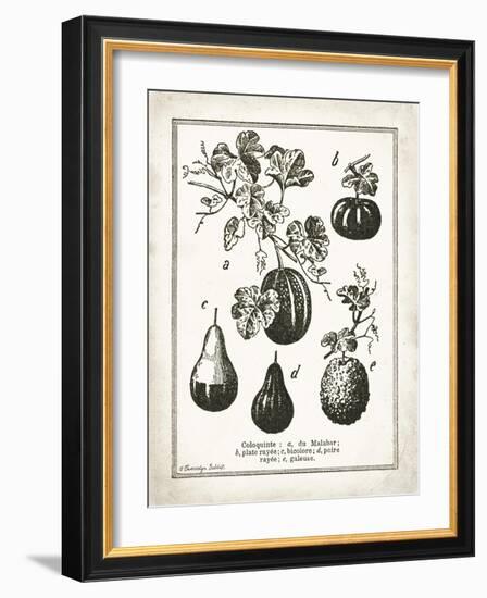 French Gourds-Gwendolyn Babbitt-Framed Art Print