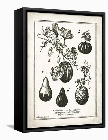 French Gourds-Gwendolyn Babbitt-Framed Stretched Canvas