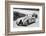 'French Grand Prix, 1936: A new streamlined Bugatti, followed by a Riley', 1936, (1937)-Unknown-Framed Photographic Print