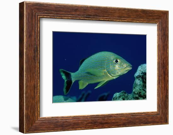 French Grunt (Haemulon Flavolineatum) Caribbean-Reinhard Dirscherl-Framed Photographic Print