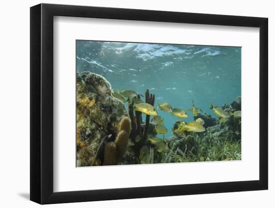 French Grunt, Half Moon Caye, Lighthouse Reef, Atoll, Belize-Pete Oxford-Framed Photographic Print