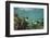 French Grunt, Half Moon Caye, Lighthouse Reef, Atoll, Belize-Pete Oxford-Framed Photographic Print