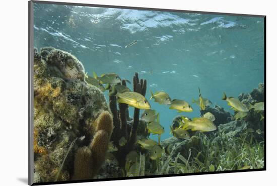 French Grunt, Half Moon Caye, Lighthouse Reef, Atoll, Belize-Pete Oxford-Mounted Photographic Print