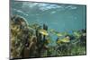 French Grunt, Half Moon Caye, Lighthouse Reef, Atoll, Belize-Pete Oxford-Mounted Photographic Print