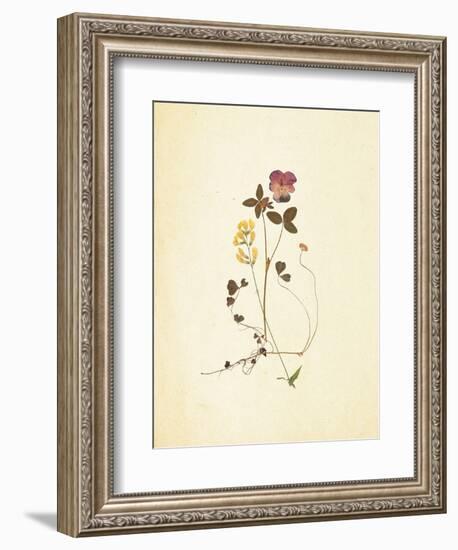 French Herbarium 1-Devon Ross-Framed Art Print