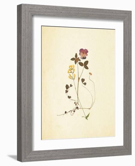 French Herbarium 1-Devon Ross-Framed Art Print