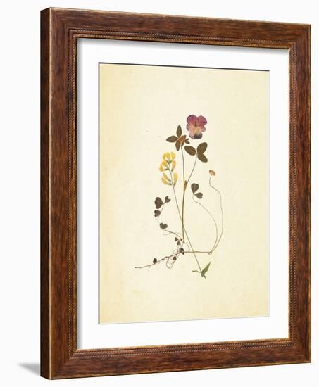 French Herbarium 1-Devon Ross-Framed Art Print