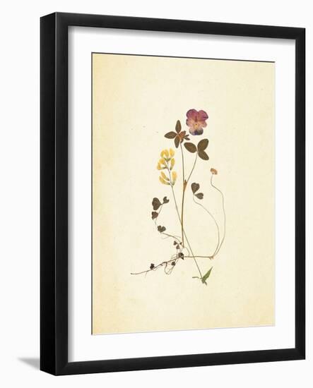 French Herbarium 1-Devon Ross-Framed Art Print