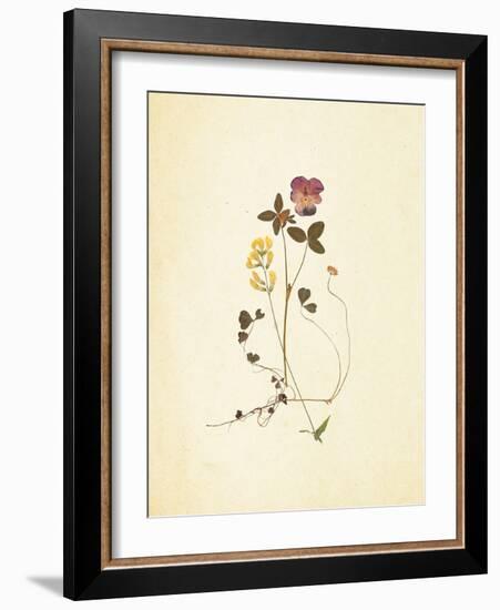 French Herbarium 1-Devon Ross-Framed Art Print