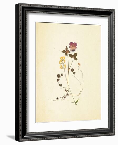 French Herbarium 1-Devon Ross-Framed Art Print