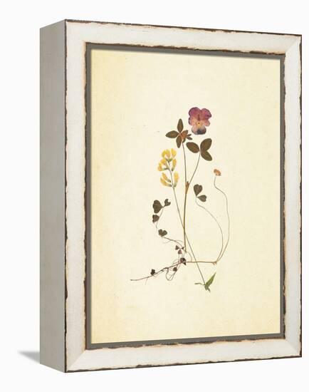 French Herbarium 1-Devon Ross-Framed Stretched Canvas