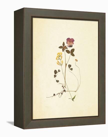 French Herbarium 1-Devon Ross-Framed Stretched Canvas