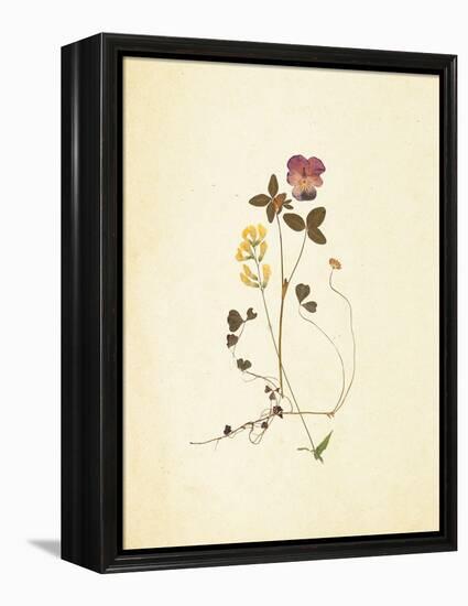 French Herbarium 1-Devon Ross-Framed Stretched Canvas