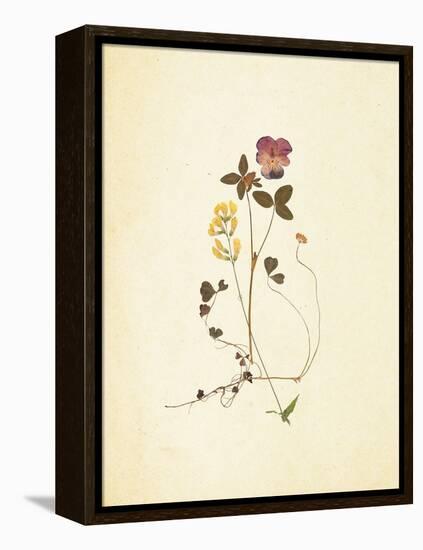 French Herbarium 1-Devon Ross-Framed Stretched Canvas