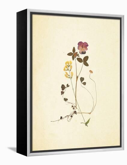 French Herbarium 1-Devon Ross-Framed Stretched Canvas