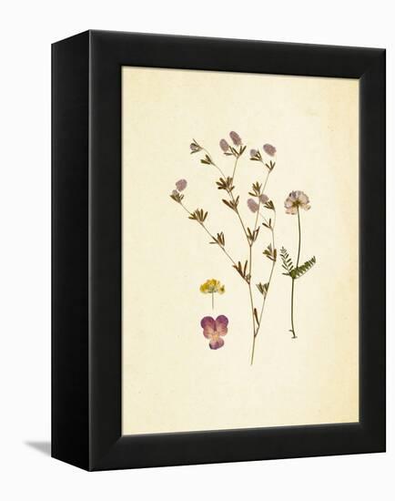 French Herbarium 2-Devon Ross-Framed Stretched Canvas