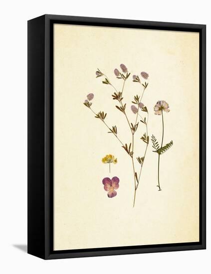 French Herbarium 2-Devon Ross-Framed Stretched Canvas