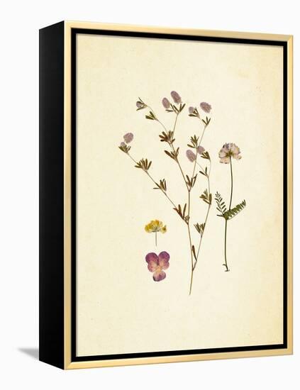 French Herbarium 2-Devon Ross-Framed Stretched Canvas