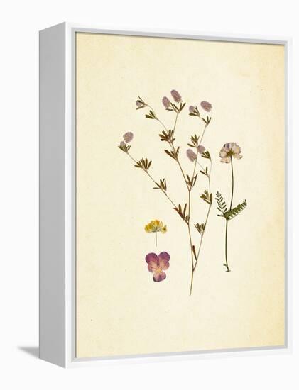 French Herbarium 2-Devon Ross-Framed Stretched Canvas