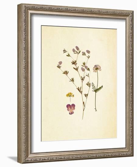 French Herbarium 2-Devon Ross-Framed Art Print