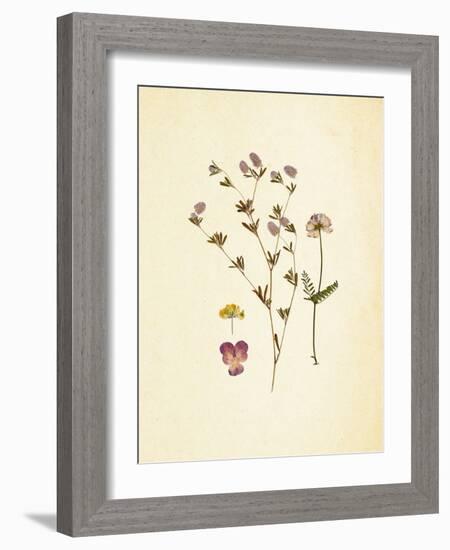 French Herbarium 2-Devon Ross-Framed Art Print