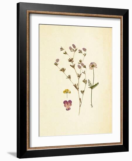 French Herbarium 2-Devon Ross-Framed Art Print