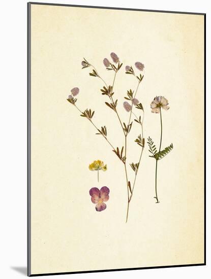 French Herbarium 2-Devon Ross-Mounted Art Print