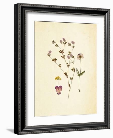 French Herbarium 2-Devon Ross-Framed Art Print