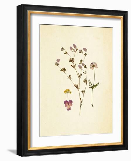 French Herbarium 2-Devon Ross-Framed Art Print