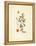 French Herbarium 3-Devon Ross-Framed Stretched Canvas