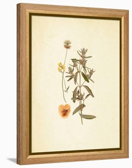 French Herbarium 3-Devon Ross-Framed Stretched Canvas