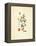 French Herbarium 3-Devon Ross-Framed Stretched Canvas