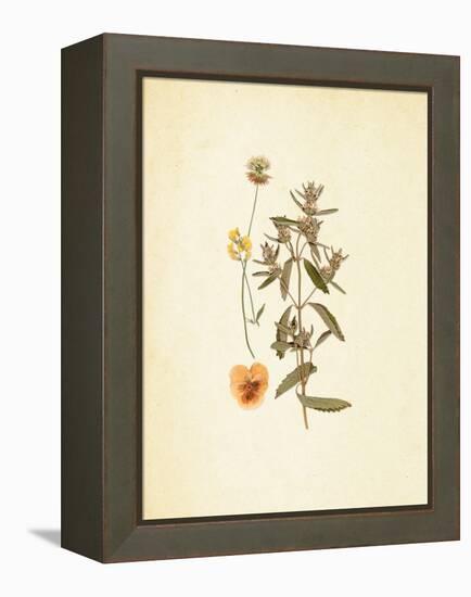 French Herbarium 3-Devon Ross-Framed Stretched Canvas